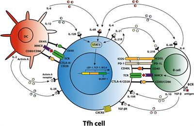 Frontiers | T Follicular Helper Cells As A New Target For ...